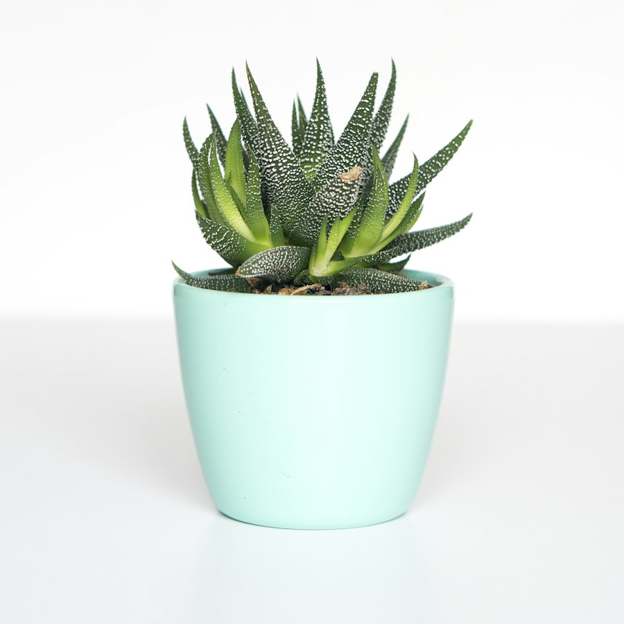 Indoor Plant Pot Set